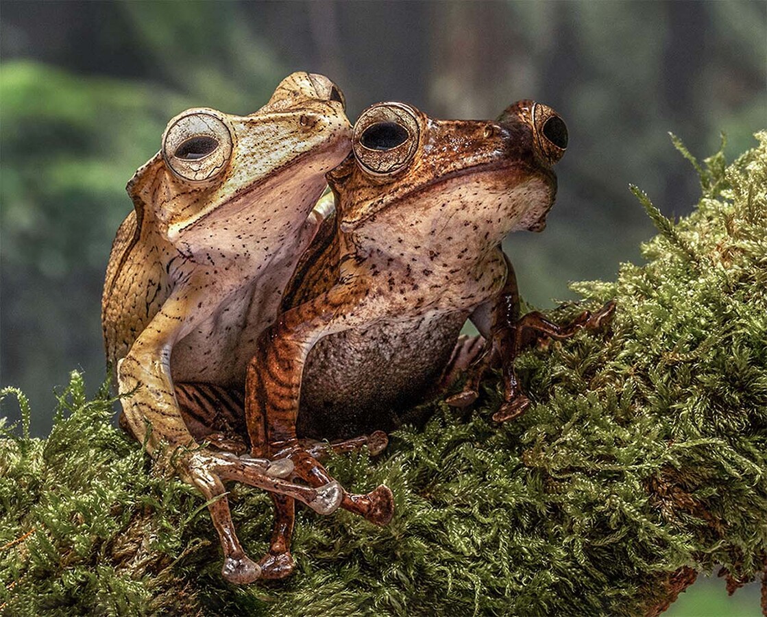 File Eared Tree Frog Romance